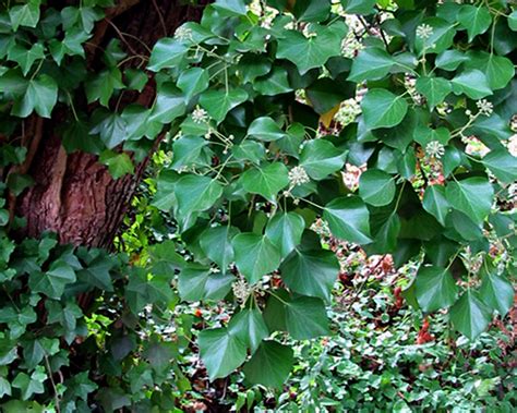 Ivy Hedera Species Tualatin Swcd Ivy Hedera Species Tualatin Swcd