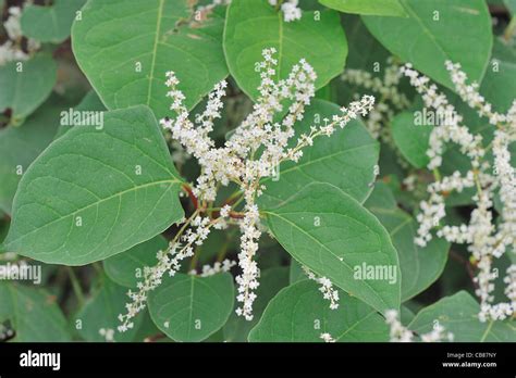 Japanese Knotweed Fallopia Japonica Or Polygonum Cuspidatum Japanese Knotweed Fallopia Japonica Or Polygonum Cuspidatum