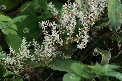Japanese Knotweed Flowers Stock Photo Image Of Meadow 159228160 Japanese Knotweed Flowers Stock Photo Image Of Meadow 159228160