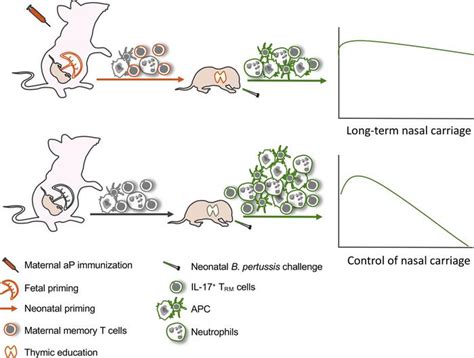 Jci Insight Maternal Acellular Pertussis Vaccination In Mice Impairs Cellular Immunity To Bordetella Pertussis Infection In Offspring Jci Insight Maternal Acellular Pertussis Vaccination In Mice Impairs Cellular Immunity To Bordetella Pertussis Infection In Offspring