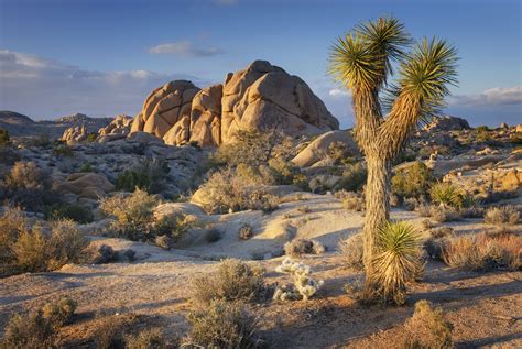 Joshua Tree California