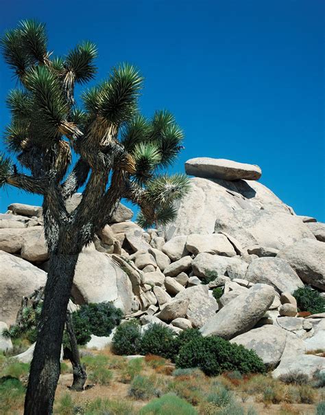 Joshua Tree National Park California Usa Hiking Camping Britannica Joshua Tree National Park California Usa Hiking Camping Britannica