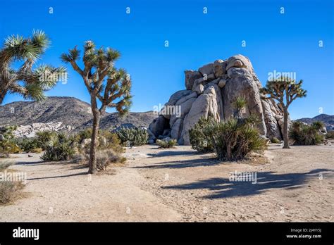 Joshua Trees In Joshua Tree National Park California Stock Photo Alamy Joshua Trees In Joshua Tree National Park California Stock Photo Alamy