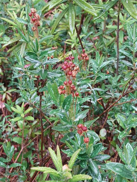 Kalmia Microphylla Seed Western Bog Laurel Twining Vine Garden Kalmia Microphylla Seed Western Bog Laurel Twining Vine Garden