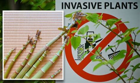 5 Ways Kill Knotweed