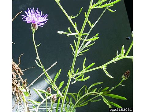 Knapweed Control Methods