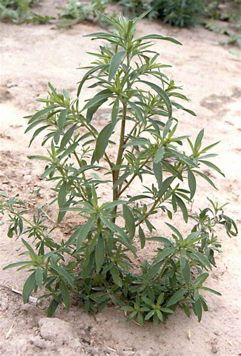 Kosha Weeds Control Guide
