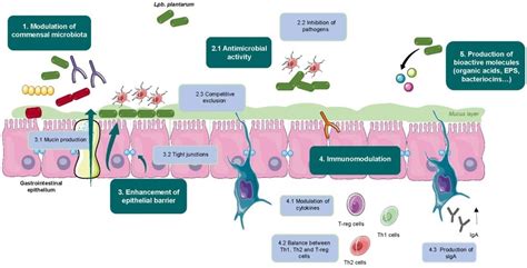 L Plantarum Lp1 Adult Health Benefits