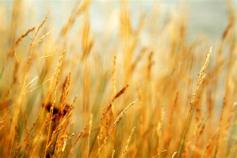Lake Grasses Photos In Jpg Format Free And Easy Download Unlimit Id 514919 Lake Grasses Photos In Jpg Format Free And Easy Download Unlimit Id 514919