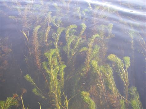 5 Ways Stop Lake Milfoil