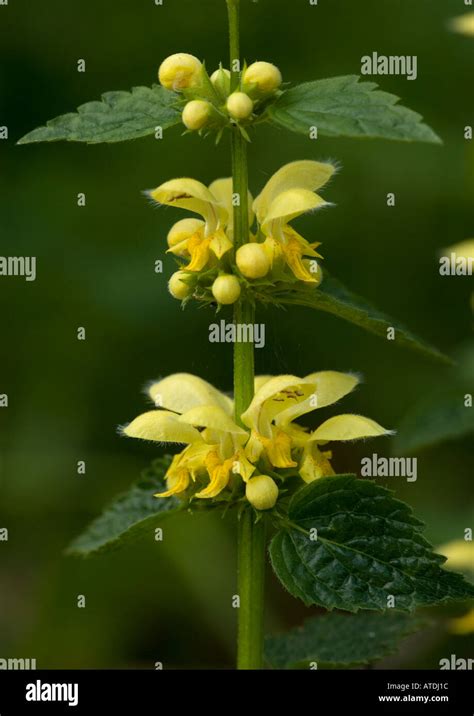 Lamiastrum Galeobdolon Plant Guide