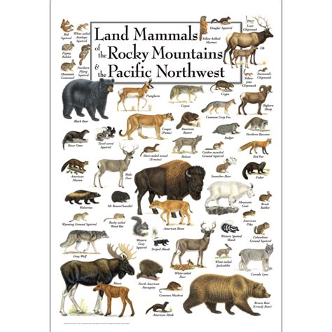 Land Mammals Of The Rocky Mountains The Pacific Northwest Poster Land Mammals Of The Rocky Mountains The Pacific Northwest Poster