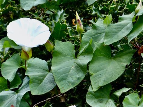 Large Bindweed Naturespot Large Bindweed Naturespot