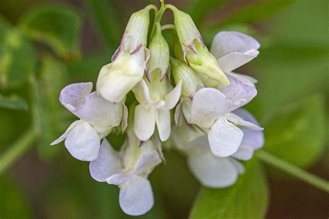 Lathyrus Ochroleucus Cream Pea Minnesota Wildflowers Lathyrus Ochroleucus Cream Pea Minnesota Wildflowers