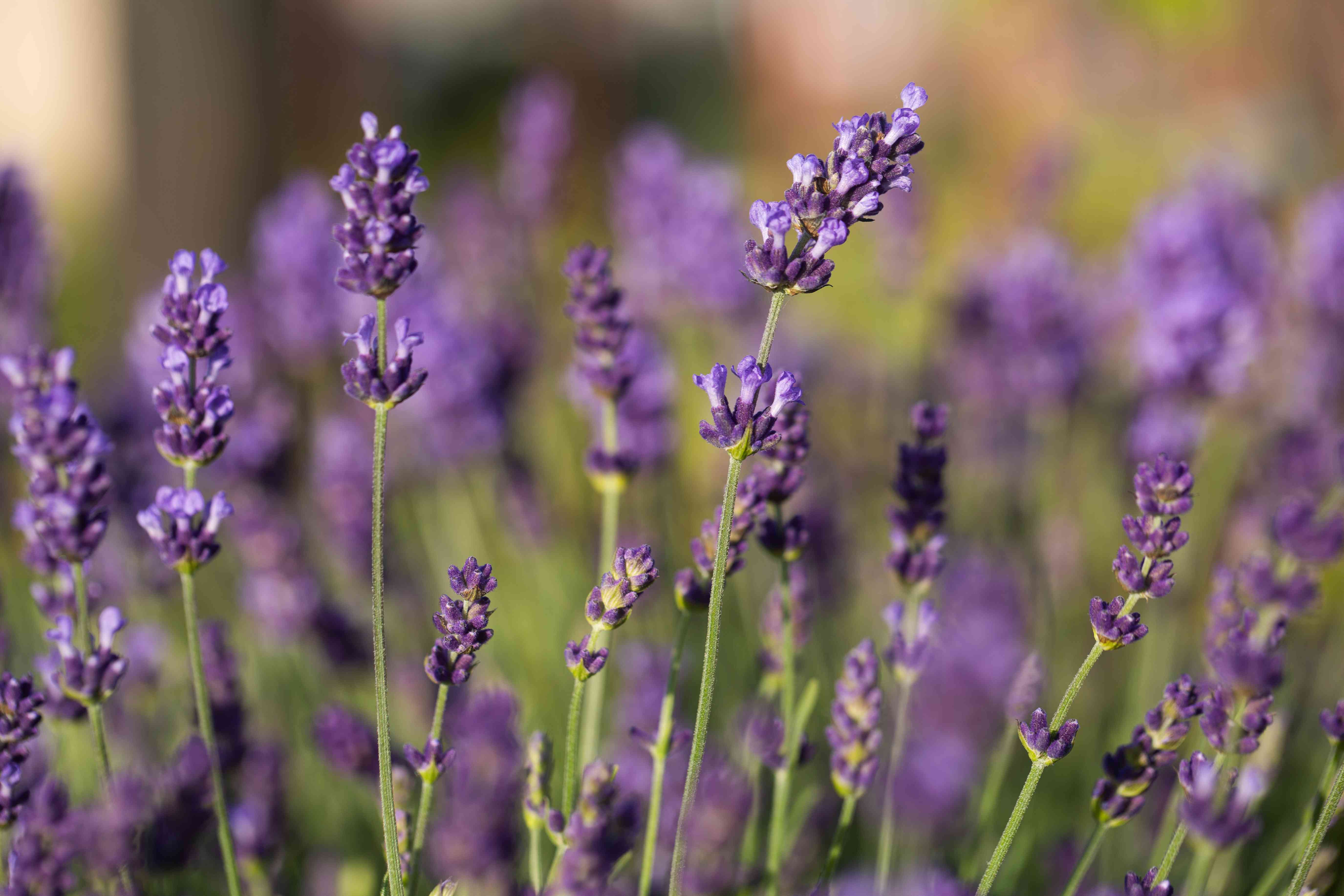 Lavender Sky Health
