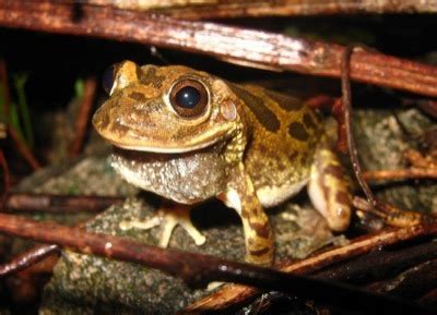 Leopard Frogs Health Status In Arizona