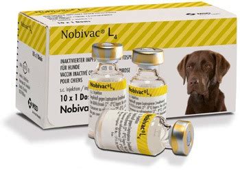 Lepto Vaccine for Dogs Protection