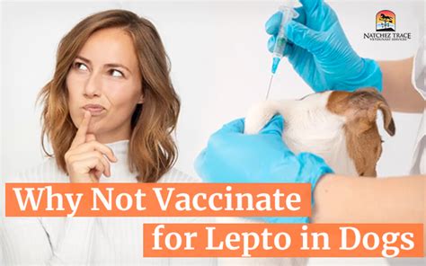 Leptospirosis Vaccine Side Effects
