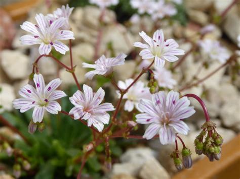 5 Tips Lewisia Columbiana