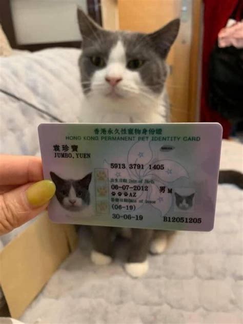 License Your Cat Today