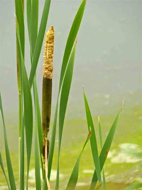 Life At The Annapolis Royal Marsh Cattails In Bloom Life At The Annapolis Royal Marsh Cattails In Bloom