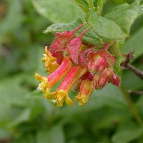 Lonicera Involucrata Black Twinberry Santa Barbara Botanic Garden Lonicera Involucrata Black Twinberry Santa Barbara Botanic Garden