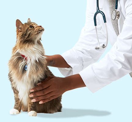 Low Cost Pet Vaccination Clinic Dog Cat Vaccinations Microchips