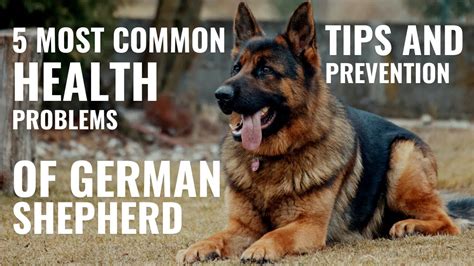 Main Health Concerns With German Shepards