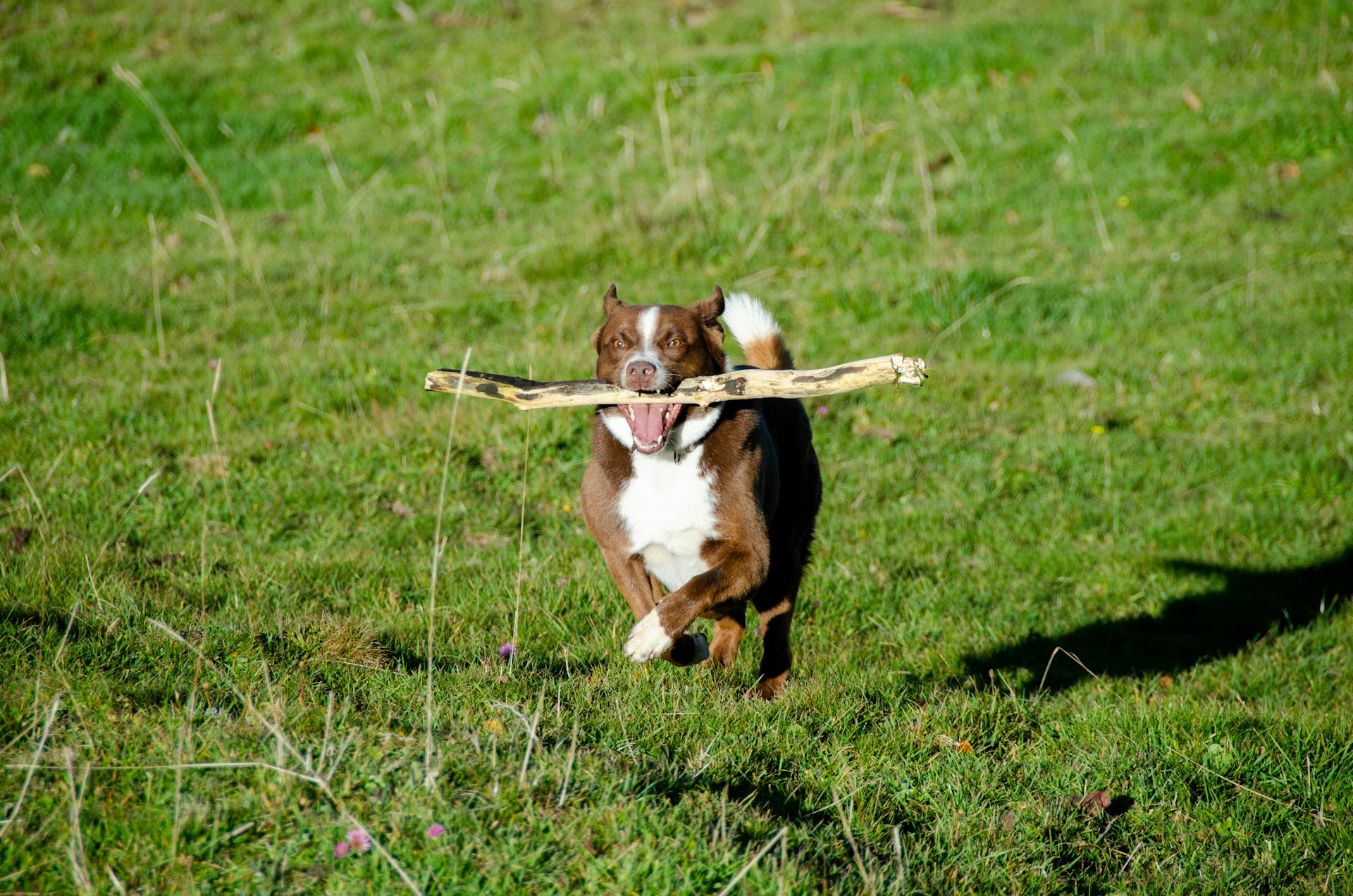 Maintaining Your Dog S Dental Health Animal Health Associates Maintaining Your Dog S Dental Health Animal Health Associates
