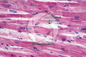 Man Cardiac Muscle Longitudinal Section 500X Man Mammals Man Cardiac Muscle Longitudinal Section 500X Man Mammals
