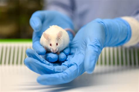 Medical Research On Animals Medical Research On Animals