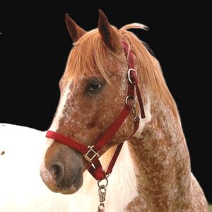 Meet Our Successful Matches Kr Training Equine Matchmaker Meet Our Successful Matches Kr Training Equine Matchmaker