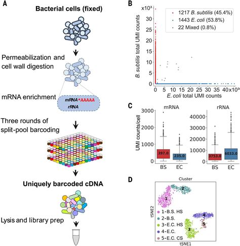Microbial Single Cell Rna Sequencing By Split Pool Barcoding Science