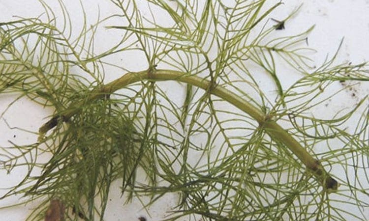 5 Ways Control Milfoil