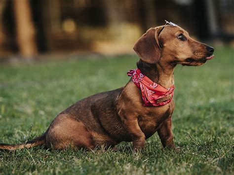 Miniature Dachshund Health Problems And Prevention Uk Pets Miniature Dachshund Health Problems And Prevention Uk Pets