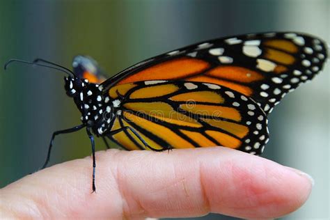 Monarc Butterflies Human Health