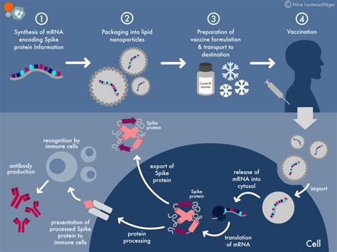 Mrna Covid 19 Vaccines Facts Vs Fiction Max Planck Phdnet Mrna Covid 19 Vaccines Facts Vs Fiction Max Planck Phdnet