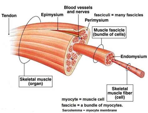Muscle Striations Definition Medicinebtg Com Muscle Striations Definition Medicinebtg Com