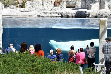 Mystic Aquarium Admission