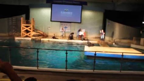 Mystic Aquarium Main Attraction Youtube Mystic Aquarium Main Attraction Youtube