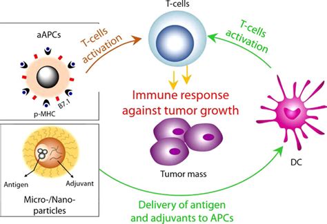 Nanoparticle Based Immunotherapy For Cancer Acs Nano Nanoparticle Based Immunotherapy For Cancer Acs Nano