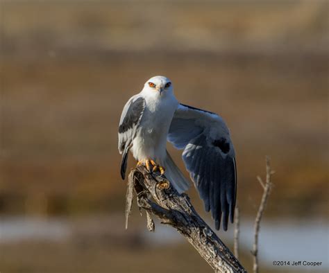 Neovista Birds And Wildlife White Tailed Kite Preening And Kiting Neovista Birds And Wildlife White Tailed Kite Preening And Kiting
