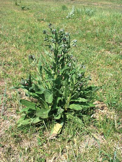 Nevada Noxious Weed Field Guide Houndstongue Extension University Nevada Noxious Weed Field Guide Houndstongue Extension University