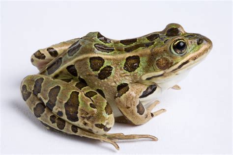 Northern Leopard Frog Facts Northern Leopard Frog Facts