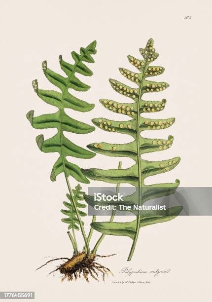 Oak Fern Medical Herbal Illustration From The 19Th Century Stock