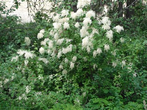Oceanspray Plant Care Guide
