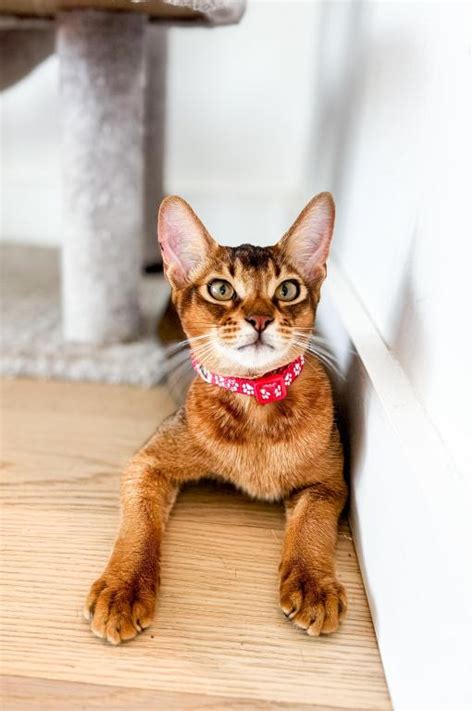 Om Male Abyssinian Kitten For Sale In New Jersey United States Om Male Abyssinian Kitten For Sale In New Jersey United States