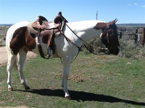 Paint Horses Horses For Sale In Colorado Horseclicks Paint Horses Horses For Sale In Colorado Horseclicks
