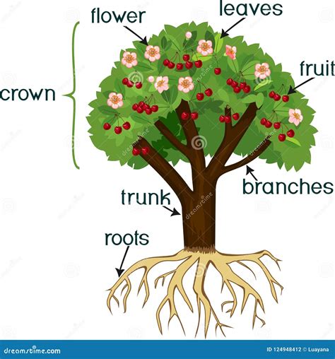 Part Of A Branch