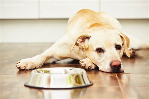 Parvo Like Illness Reported In Northern Michigan Dogs Updates Parvo Like Illness Reported In Northern Michigan Dogs Updates